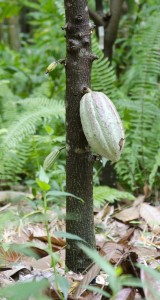 Cacaopod on tree